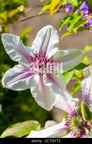 La fleur de Clematis 'Comtesse de Wessex' fleurit dans le jardin en été. Fleur rose blanche grimpant de la famille des Ranunculaceae montrant des pétales et des étamines Banque D'Images