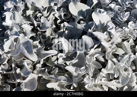 Angel Wings plante, Senecio Candicans, avec des feuilles à fourrure argentées poussant sous le soleil égyptien. Banque D'Images