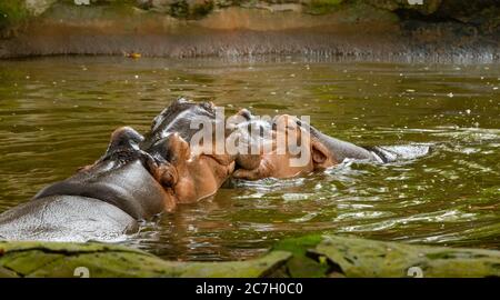 Hippos (hippopotames) embrassant dans la rivière en nature. Scène rare pour hippos faire l'amour. Banque D'Images