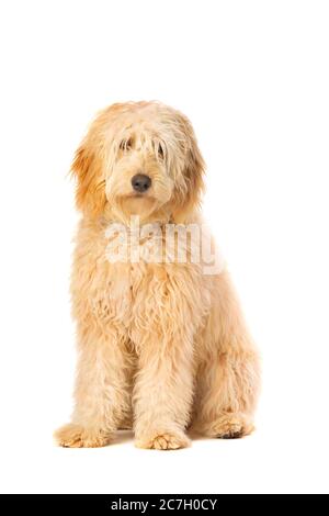 Un chien doré de taille moyenne assis devant un fond blanc Banque D'Images