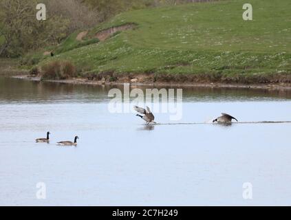 Bernaches du Canada en compétition pour les femelles sur un réservoir. Herworth Burn Reservoir, comté de Durham, Angleterre, Royaume-Uni. Banque D'Images