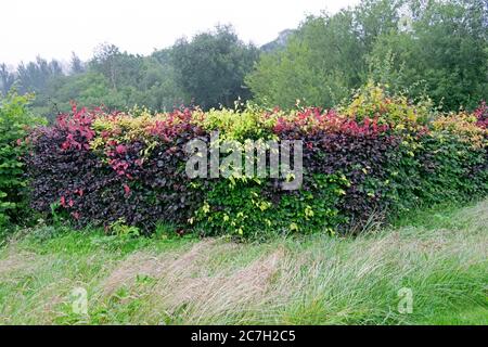 Les feuilles rouges et vertes d'une haie de hêtre en juillet, l'été et la longue herbe de pelouse ont permis de croître lors d'un jour pluvieux dans le Carmarthenshire pays de Galles Royaume-Uni KATHY DEWITT Banque D'Images