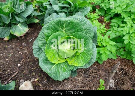 Vue de dessus du chou d'été impérial de Wheeler poussant dans un légume Lit dans le jardin d'été en juillet Carmarthenshire pays de Galles Royaume-Uni KATHY DEWITT Banque D'Images