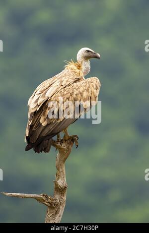 Griffon vautour d'un arbre dans les montagnes bulgares. Banque D'Images