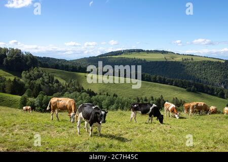 Montagnes du Jura, paysage suisse, terre verte avec troupeau de vaches sur le pâturage. Jour d'été. Pain Simmental. Banque D'Images