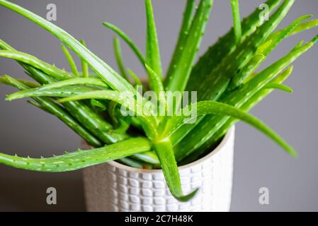 Un Aloe vera cultivé dans un pot comme une plante de maison Banque D'Images