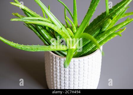 Un Aloe vera cultivé dans un pot comme une plante de maison Banque D'Images