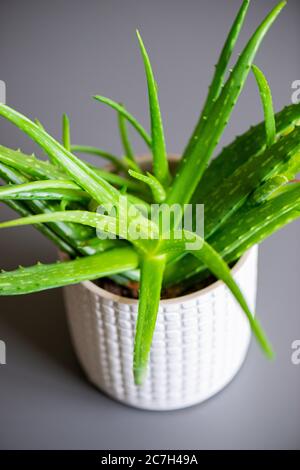 Un Aloe vera cultivé dans un pot comme une plante de maison Banque D'Images