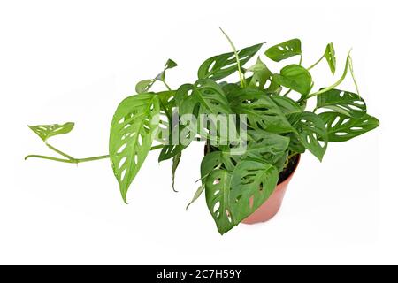 Plante tropicale 'Monstera Acuminata' ou maison de vigne à fromage suisse isolée sur fond blanc Banque D'Images