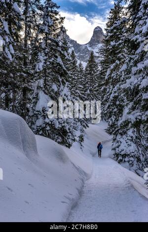 Europe, Autriche, Vorarlberg, Montafon, Rätikon, Gauertal, randonneurs d'hiver sur un chemin de forêt solitaire, sur fond de la tour moyenne Druze Banque D'Images
