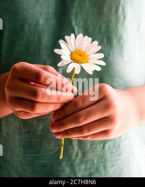 Gros plan des mains d'un enfant tenant une seule fleur de pâquerette. Banque D'Images