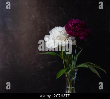 Fleurs de pivoine blanches et roses dans un vase sur fond sombre. Banque D'Images