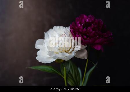 Gros plan de fleurs de pivoine blanches et roses sur fond sombre. Banque D'Images