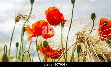 Gros plan des coquelicots rouges qui se blooming dans un champ d'orge barbu près de Thirsk, dans le North Yorkshire, au Royaume-Uni Banque D'Images