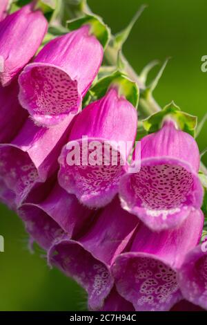 Les fleurs des gants de renard fleurissent en été sous le soleil sur les landes près de Haworth West Yorkshire Banque D'Images