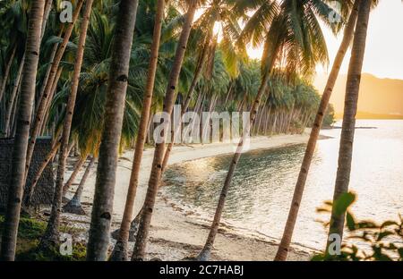 Jungle de palmiers sur la Noix de Coco Beach à Port Barton, Palawan, Philippines Banque D'Images