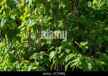 Catalpa bignonioides, arbre de catalpa du Sud, montrant les vieux gousses de semences de l'an dernier. En Oklahoma, aux États-Unis. Banque D'Images