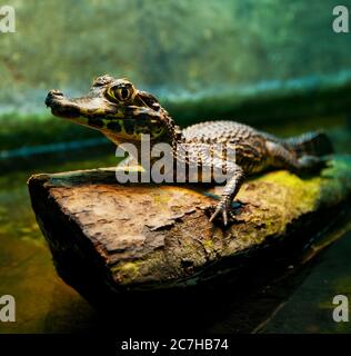 Alligator captif pour bébé. Banque D'Images