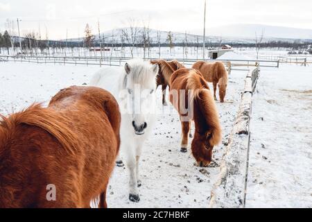 Groupe de chevaux mignons qui traînaient dans la campagne enneigée Dans le nord de la Suède Banque D'Images