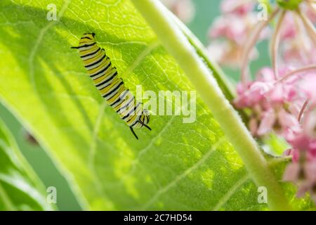 Monarque Butterfly caterpillar macro, Danaus plexippuson, sur le marais Milkweed, incarnata Banque D'Images