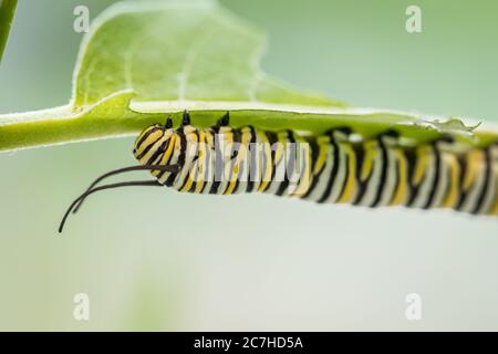 Monarque Butterfly caterpillar macro, Danaus plexippuson, sur le marais Milkweed, incarnata Banque D'Images