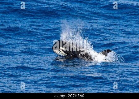 Épaulard de type D, épaulard sous-antarctique, porpoising, Drake passage, océan ouvert, Océan Sud, rarement vu, baleine inhabituelle, découverte récente Banque D'Images
