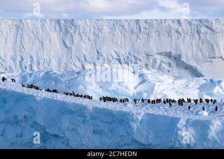 Les pingouins de Gentoo sur un iceberg tabulaire, effondrement de Larsen Iceshelf, réchauffement climatique, Iceberg A57A, Banque D'Images