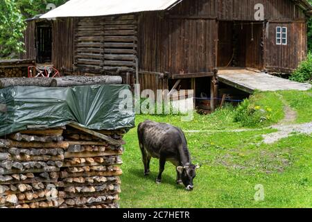 Europe, Autriche, Tyrol, Alpes de l'Ötztal, Ötztal, vache dans une prairie en face de l'écurie Banque D'Images