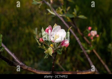 Fleur de pomme. L'arbre de pommier fleurit dans le jardin, les fleurs roses d'un arbre fruitier. Banque D'Images