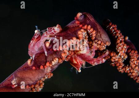 Crabe en porcelaine, Lissoporcellana sp, paire sur la plume de mer, site de plongée Sampiri 3, île Bangka, Sulawesi nord, Indonésie, Océan Pacifique Banque D'Images