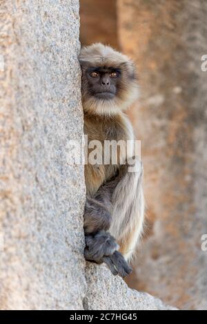 le langur indien est installé dans la fenêtre du temple Banque D'Images