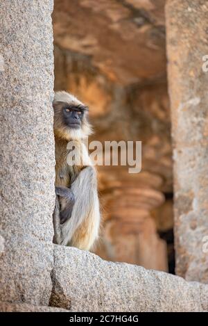 le langur indien est installé dans la fenêtre du temple Banque D'Images