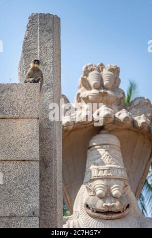 Singe langur indien à côté de la tête de la statue de l'animal Banque D'Images