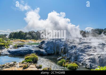 Pōhutu Geyser, te Puia, te Whakarewarewa Geothermal Valley, Rotorua, Nouvelle-Zélande Banque D'Images