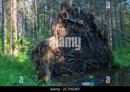 Les racines d'une vieille épinette dans la forêt ont été bombardés par un ouragan. Forêt de près. Banque D'Images