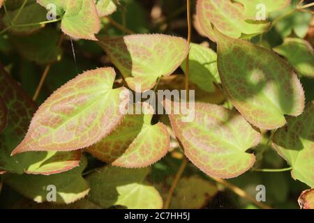 Photo en grand angle de magnifiques feuilles d'Epimedium au milieu d'un jardin Banque D'Images