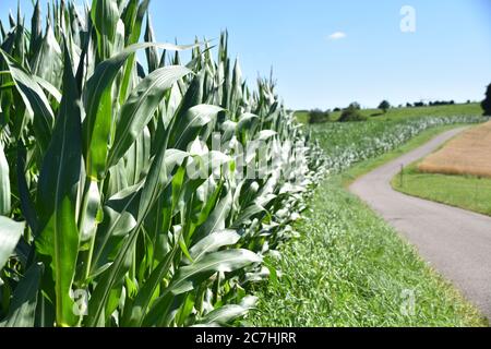 Champ de maïs vert près d'une route touristique pendant une belle journée ensoleillée d'été dans la campagne suisse Banque D'Images