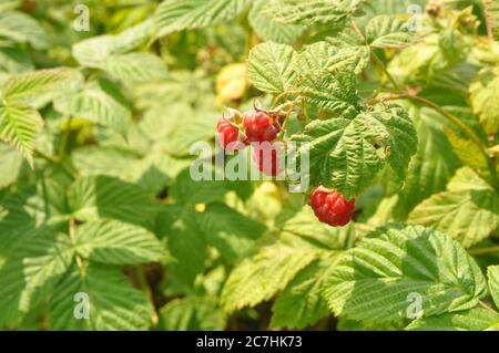 Fruits mûrs sur les arbustes de framboises dans la forêt. Banque D'Images