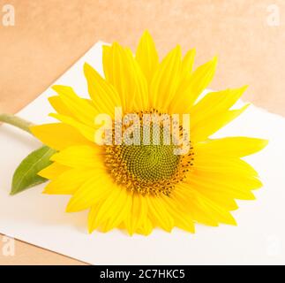 Fleur de tournesol sur une feuille de papier blanche Banque D'Images