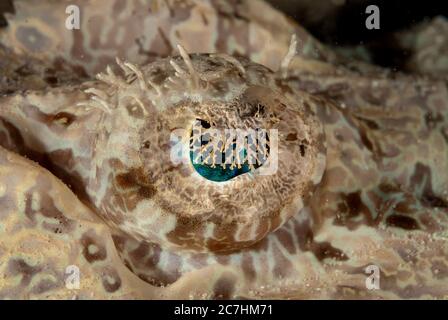 Eye of Crocodile Flathead, Cymbacephalus beauforti, plongée de nuit, site de plongée Paradise II, plongée de nuit, Sipadan Water Village House Reef, Mabul Island, nea Banque D'Images