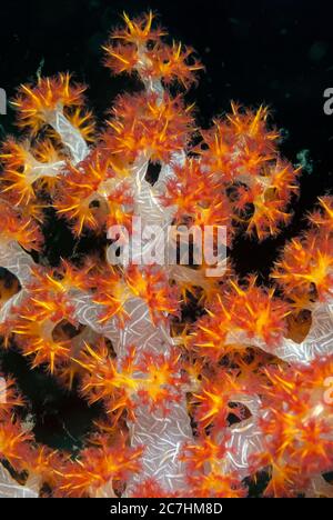 Carnation Coral, Dendronephthya sp, site de plongée de West Ridge, île de Sipadan, Sabah, Malaisie, Mer des Célébes Banque D'Images