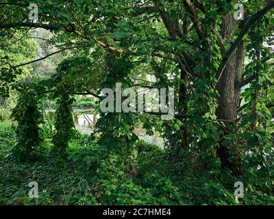 Forêt, forêt alluviale, extraction de tourbe, trou de tourbe, épaissie, impénétrable, eau saumâtre, humeur de l'après-midi Banque D'Images