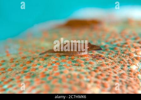 Paire de crevettes Commensal, Zénopontonia soror, on Cushion Star, Culcita novaeguineae, site de plongée de Cauldron point, volcan Komba, près d'Alor, Indonésie, P Banque D'Images