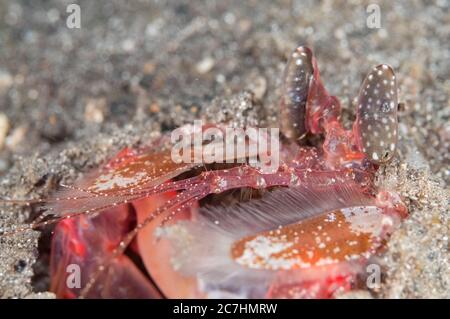 Crevettes tigrées, Lysiosquillina maculata, en trou, site de plongée de la mosquée Muck, près de l'île de Reta, près d'Alor, Indonésie, Océan Pacifique Banque D'Images