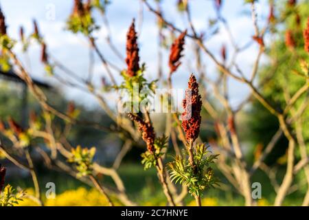 Arbre aux fleurs bordeaux en forme de bougie. Banque D'Images