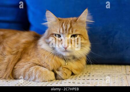 Le chat rouge se trouve sur un canapé bleu Banque D'Images