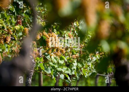 Raisins mûrs de Riesling sur la vigne dans une rangée de vignes Banque D'Images