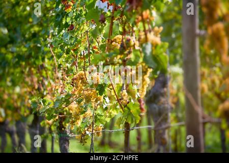 Vigne avec raisins de Riesling mûrs Banque D'Images