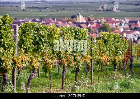 Vigne avec des raisins Riesling mûrs sur Ungsteiner Herrenberg, Ungstein en arrière-plan Banque D'Images