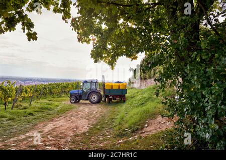 Vendange, tracteur à voie étroite avec remorque, conteneurs de collecte remplis dans un cadre de vignoble, en arrière-plan Bad Dürkheim Banque D'Images